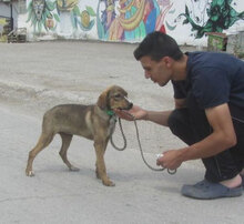 GIORDANA, Hund, Mischlingshund in Bulgarien - Bild 4