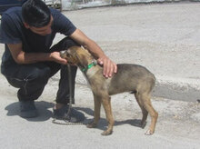 GIORDANA, Hund, Mischlingshund in Bulgarien - Bild 5