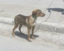 GIORDANA, Hund, Mischlingshund in Bulgarien - Bild 6