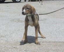 GIORDANA, Hund, Mischlingshund in Bulgarien - Bild 7