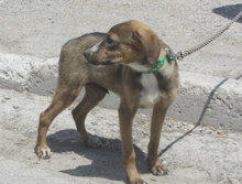 GIORDANA, Hund, Mischlingshund in Bulgarien - Bild 8