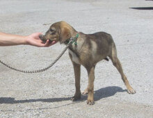 GIORDANA, Hund, Mischlingshund in Bulgarien - Bild 9