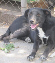 SHIRA, Hund, Mischlingshund in Bulgarien - Bild 1