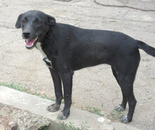 SHIRA, Hund, Mischlingshund in Bulgarien - Bild 2