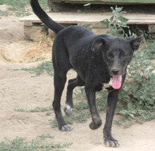 SHIRA, Hund, Mischlingshund in Bulgarien - Bild 4