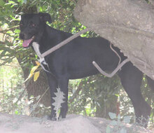 SHIRA, Hund, Mischlingshund in Bulgarien - Bild 5