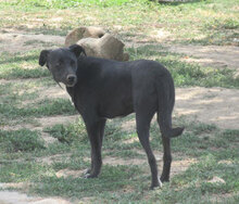 SHIRA, Hund, Mischlingshund in Bulgarien - Bild 6