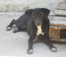 SHIRA, Hund, Mischlingshund in Bulgarien - Bild 7