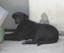SHIRA, Hund, Mischlingshund in Bulgarien - Bild 8