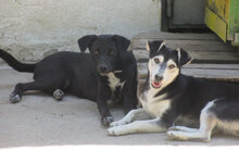 SHIRA, Hund, Mischlingshund in Bulgarien - Bild 9