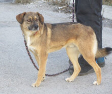 GIORGIO, Hund, Mischlingshund in Bulgarien - Bild 1