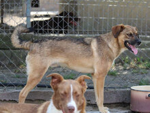 GIORGIO, Hund, Mischlingshund in Bulgarien - Bild 10