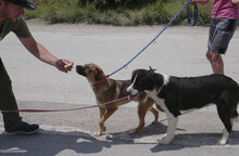 GIORGIO, Hund, Mischlingshund in Bulgarien - Bild 12