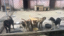 GIORGIO, Hund, Mischlingshund in Bulgarien - Bild 13