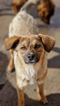 GIORGIO, Hund, Mischlingshund in Bulgarien - Bild 14
