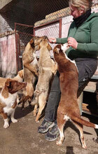 GIORGIO, Hund, Mischlingshund in Bulgarien - Bild 15