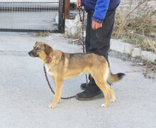 GIORGIO, Hund, Mischlingshund in Bulgarien - Bild 2