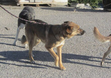 GIORGIO, Hund, Mischlingshund in Bulgarien - Bild 6