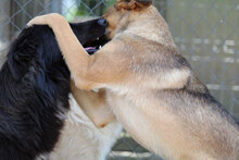 GIORGIO, Hund, Mischlingshund in Bulgarien - Bild 8