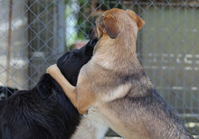 GIORGIO, Hund, Mischlingshund in Bulgarien - Bild 9
