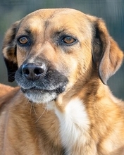 HAZEL, Hund, Mischlingshund in Italien - Bild 1