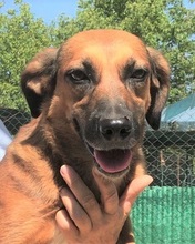 HAZEL, Hund, Mischlingshund in Italien - Bild 2