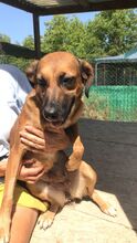 HAZEL, Hund, Mischlingshund in Italien - Bild 3