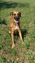 HAZEL, Hund, Mischlingshund in Italien - Bild 5