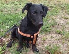 MONTY, Hund, Mischlingshund in Kroatien - Bild 11