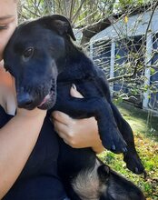 MONTY, Hund, Mischlingshund in Kroatien - Bild 2