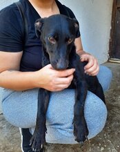 MONTY, Hund, Mischlingshund in Kroatien - Bild 5