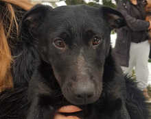 MONTY, Hund, Mischlingshund in Kroatien - Bild 7