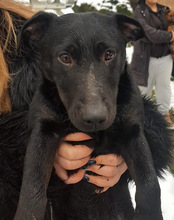 MONTY, Hund, Mischlingshund in Kroatien - Bild 9