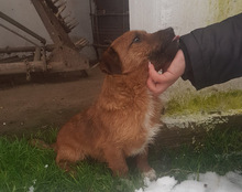 BENTLEY, Hund, Mischlingshund in Kroatien - Bild 10