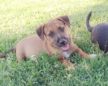 BENTLEY, Hund, Mischlingshund in Kroatien - Bild 18