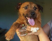 BENTLEY, Hund, Mischlingshund in Kroatien - Bild 6