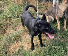 MARK, Hund, Labrador-Mix in Kroatien - Bild 11