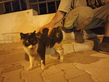 ROSA, Katze, Hauskatze in Bulgarien - Bild 1