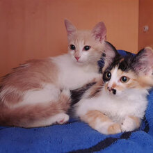 CAYA, Katze, Hauskatze in Bulgarien - Bild 5