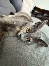 SILVYE, Katze, Hauskatze in Bulgarien - Bild 1