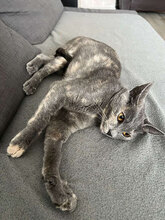 SILVYE, Katze, Hauskatze in Bulgarien - Bild 2