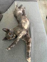 SILVYE, Katze, Hauskatze in Bulgarien - Bild 4