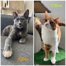 SILVYE, Katze, Hauskatze in Bulgarien - Bild 9