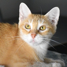 GINGER, Katze, Europäisch Kurzhaar-Mix in Spanien - Bild 2