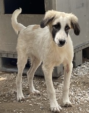 BO, Hund, Mischlingshund in Griechenland - Bild 14