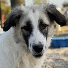BO, Hund, Mischlingshund in Griechenland - Bild 3