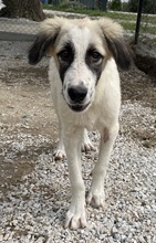 BO, Hund, Mischlingshund in Griechenland - Bild 4