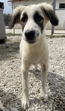 BO, Hund, Mischlingshund in Griechenland - Bild 6