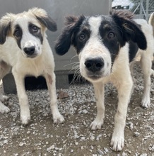 BO, Hund, Mischlingshund in Griechenland - Bild 9