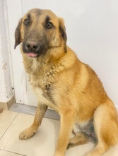 FRITZ, Hund, Mischlingshund in Griechenland - Bild 13